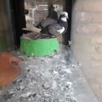 کبوتر شازده سبز|پرنده|نمین, |دیوار