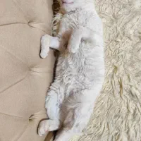 واگذاری گربه حمایتی|گربه|شیراز, فاضل|دیوار