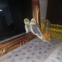 عروس هلندی  نر