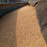 سویا و ذرت برزیل درجه یک و جو روس  درجه یک