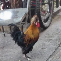 خروس و مرغ لهستانی عالی و پر رو