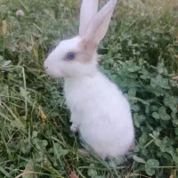 خرگوش لوپ هلندی