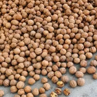 گردو دالاهو