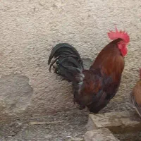 خروس کوشین گلین