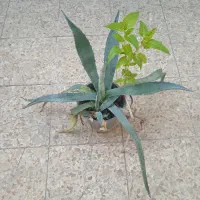 حراجی گل و گیاه|گل و گیاه طبیعی|دزفول, |دیوار