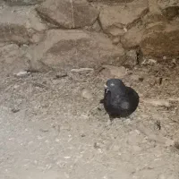 کبوتر پرشی