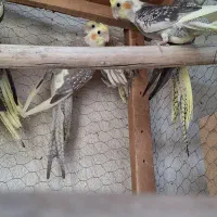 سلام،۱۰عدد جوجه،عروس ۶۰روزه،و۶۵روزه،هستند