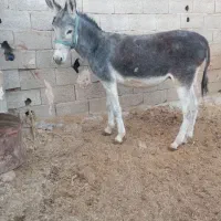 خریدوفروش انواع خر یا همون الاغ و اسب پالونی
