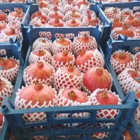 انار رباب|خوردنی و آشامیدنی|طسوج, |دیوار