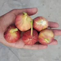 انجیر قزمز