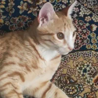 گربه گمشده|حیوانات|قم, بنیاد|دیوار
