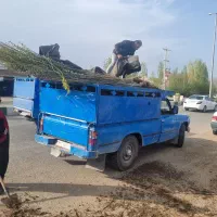 پخش نهال کبوده۳ الی۴ متری(۱۳۰هزار)|خدمات باغبانی و درختکاری|آران و بیدگل, |دیوار