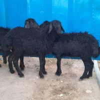 بره‌ماده‌قره‌قزل