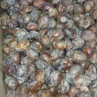 خرمای برحی درجه 1