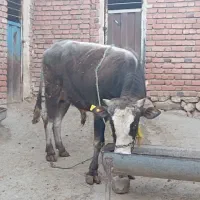 گاو دو دندان