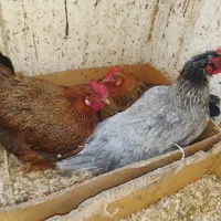 مرغ طبیعی تخمگذار