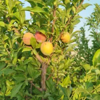 زمین باغی|فروش دفتر صنعتی، کشاورزی، تجاری|حبیب آباد, |دیوار