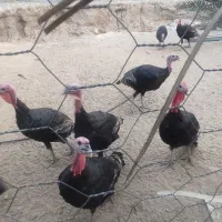 بوقلمون|حیوانات مزرعه|چغادک, |دیوار