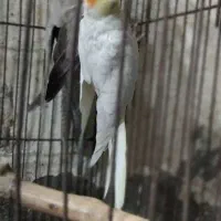 عروس هلندی|پرنده|آغاجاری, |دیوار