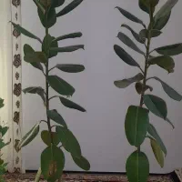 گلهای زیبا