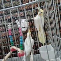 جفت عروس هلندی لوتینو|پرنده|نجف‌آباد, شریعتی غربی|دیوار