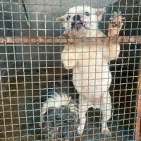 اینگلیش بولداگ ماده سایز مینی