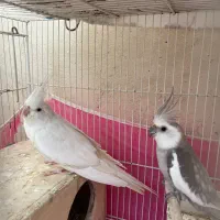 طوطی عروس مولد به شرط|پرنده|آمل, |دیوار