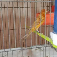 فروش دوجفت قناری سوخته دارچینی سوپری درشت