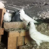 جوجه ترکیه سفید