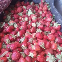توت فرنگی تازه چین فقط۱۰۰تومان حراج