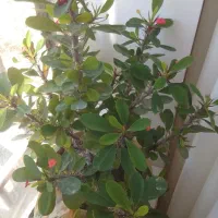 گل ها خیلی شاداب وسرحال|گل و گیاه طبیعی|گلبهار, نوبهار|دیوار