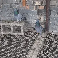 جفت عراقی فروشی|پرنده|سوسنگرد, |دیوار