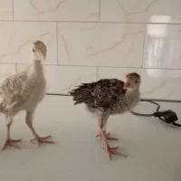 جوجه بوقلمون برنز و بوربون واکسن خورده