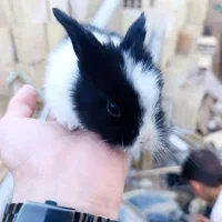 ۴۰۵تصادفی میخوام