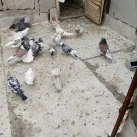 کبوتر فروشی|پرنده|پیرانشهر, |دیوار