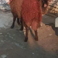 میش بره ماده بز