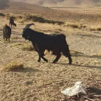 چبیش(بز نر)درشت و پرورشی برای فروش