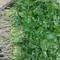 انواع سبزی شسته شده|عمدهفروشی|شیراز, ماه فیروزان|دیوار