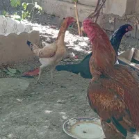 مرغ لاری|حیوانات مزرعه|بکتاش, |دیوار