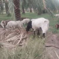 نری سندی وزن بالا هم برا کشتن هم برا داشت عالی