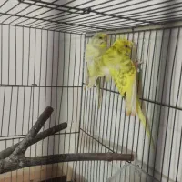 مرغ عشق پروانه ای