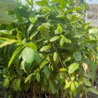 گاروم زنگی