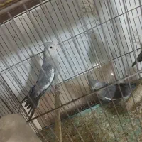 عروس هلندی وایت فیس|پرنده|قم, ناصردیوان|دیوار