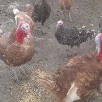 بوقلمون|حیوانات مزرعه|مشگین شهر, |دیوار