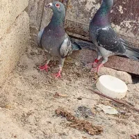 کبوتر|پرنده|کرباسک, |دیوار