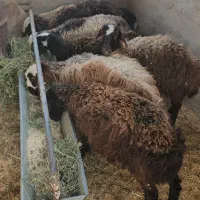 ۷راس بره ماده سبک