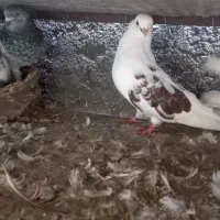 پرشی|پرنده|خان ببین, |دیوار