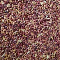 خریدار تخم جارو