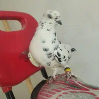 وسایل شخصی جوراب کفتر