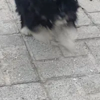 سگ شیتزو تریر بچه هست تخفیف پایه معامله